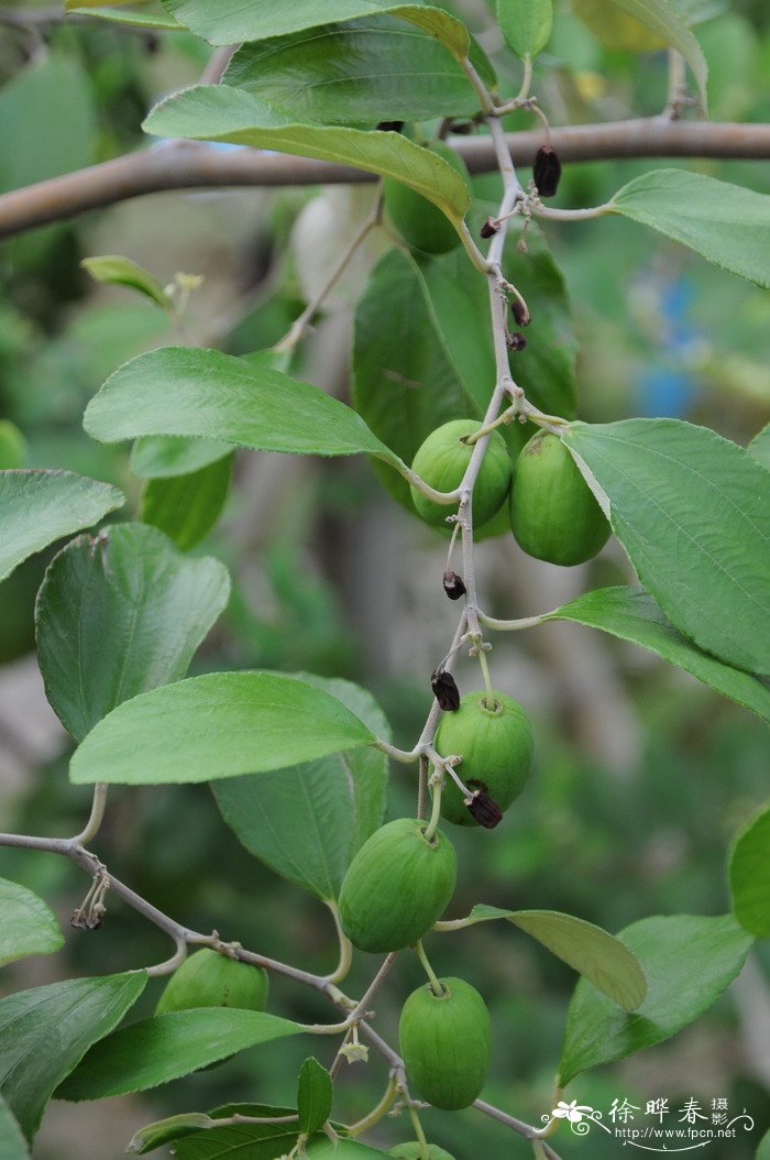 毛叶枣Zizyphus mauritiana 毛叶枣Zizyphus mauritiana