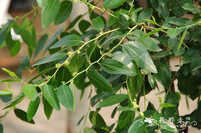 毛叶枣Zizyphus mauritiana 毛叶枣Zizyphus mauritiana