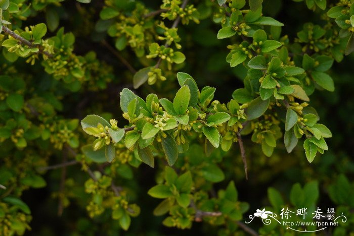 川滇鼠李Rhamnus gilgiana 川滇鼠李Rhamnus gilgiana