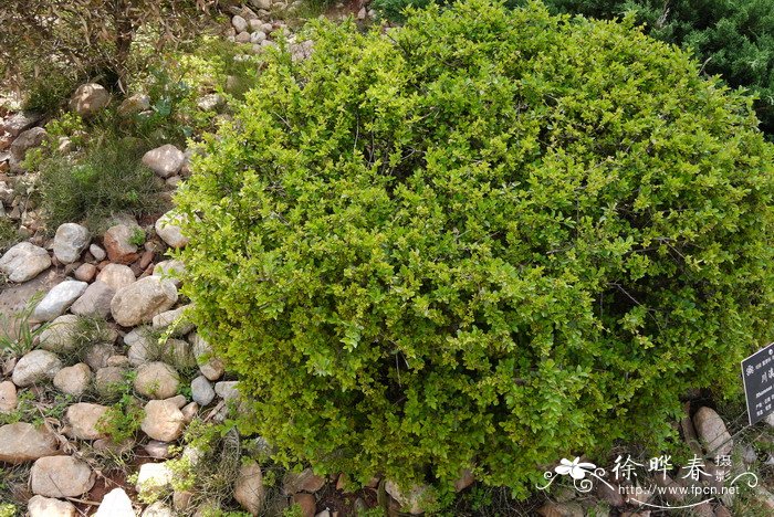 川滇鼠李Rhamnus gilgiana 川滇鼠李Rhamnus gilgiana