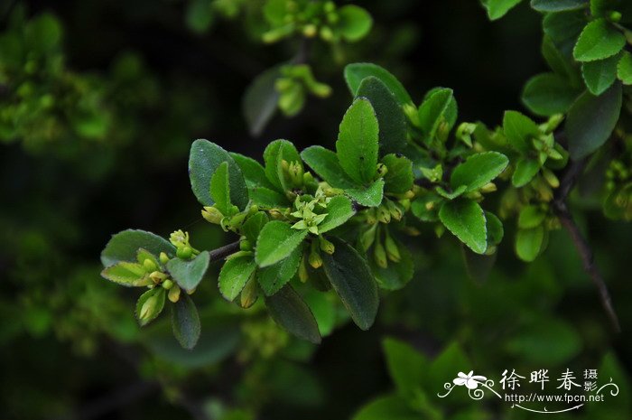 川滇鼠李Rhamnus gilgiana 川滇鼠李Rhamnus gilgiana