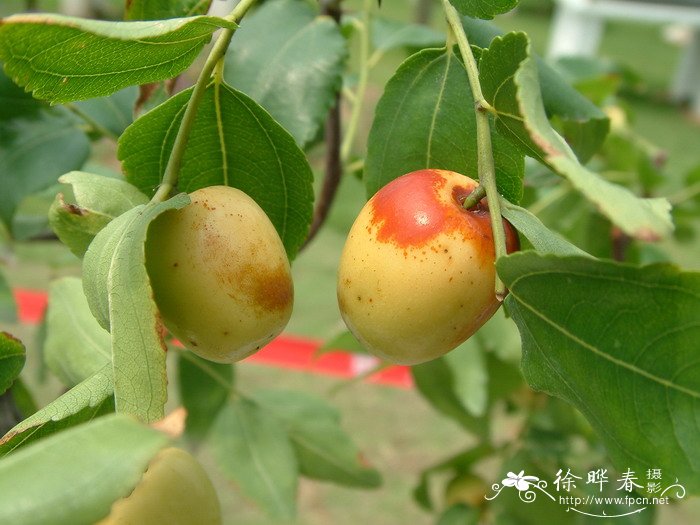 枣Ziziphus jujuba 枣Ziziphus jujuba