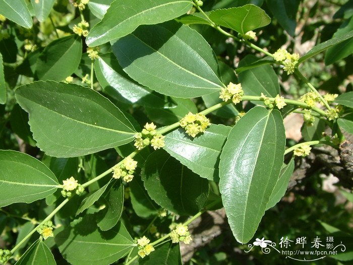 枣Ziziphus jujuba 枣Ziziphus jujuba
