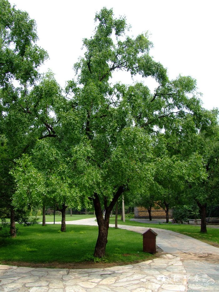 枣Ziziphus jujuba
