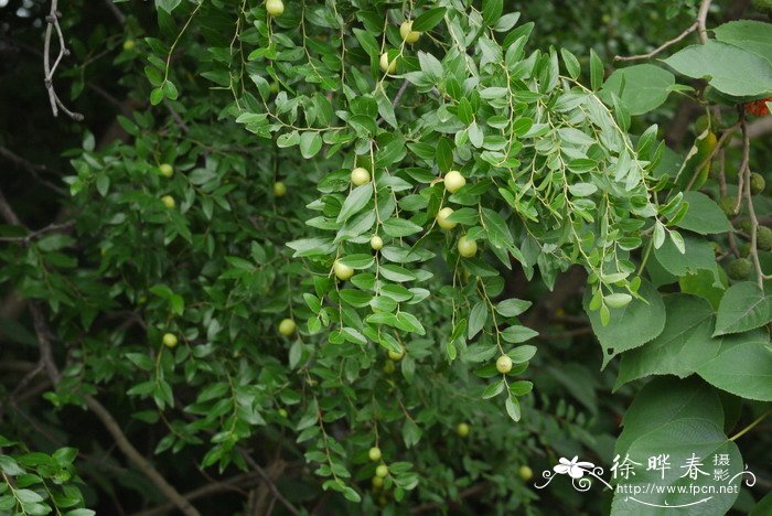 山枣Ziziphus montana 山枣Ziziphus montana