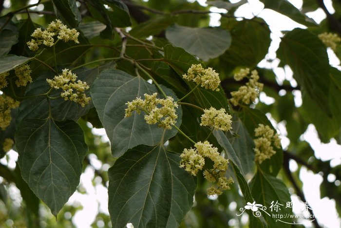 拐枣Hovenia acerba 拐枣Hovenia acerba