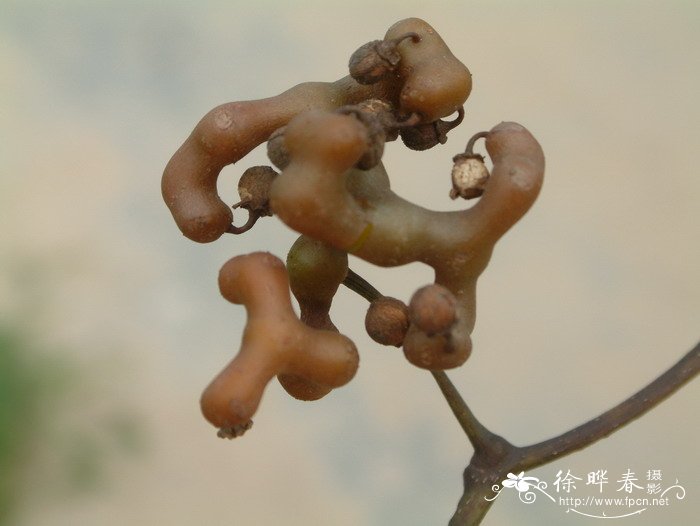 拐枣Hovenia acerba 拐枣Hovenia acerba