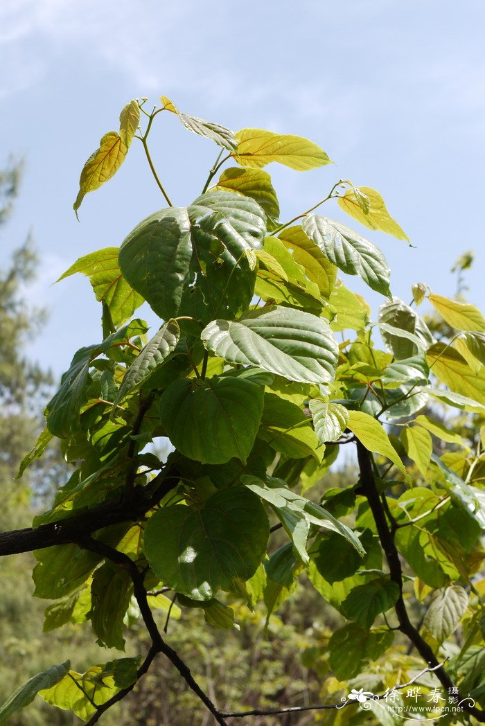 拐枣Hovenia acerba 拐枣Hovenia acerba