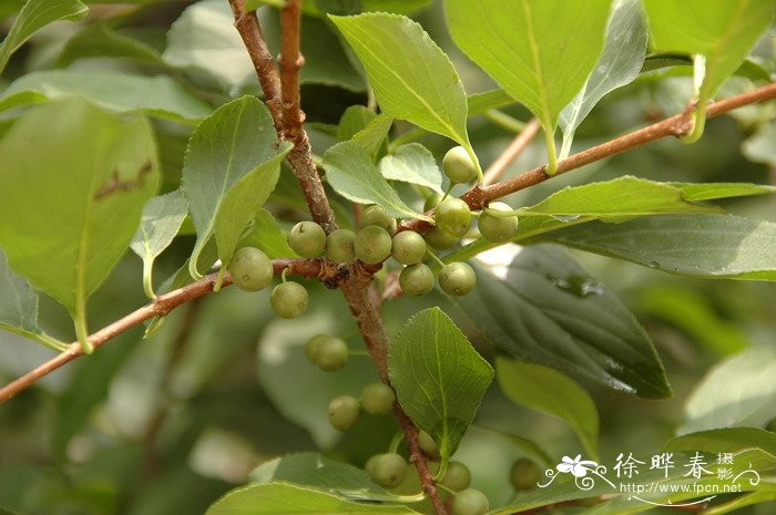 鼠李Rhamnus davurica 鼠李Rhamnus davurica