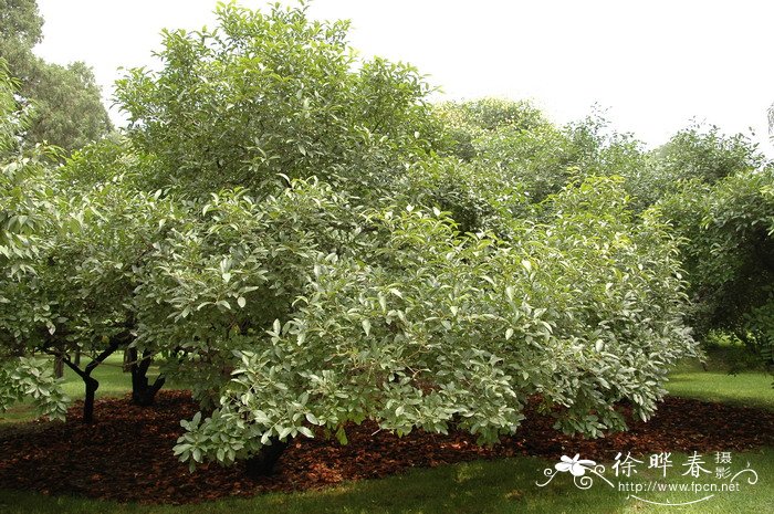鼠李Rhamnus davurica 鼠李Rhamnus davurica
