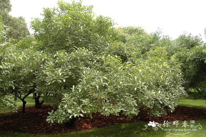 鼠李Rhamnus davurica