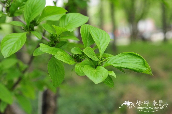 冻绿Rhamnus utilis