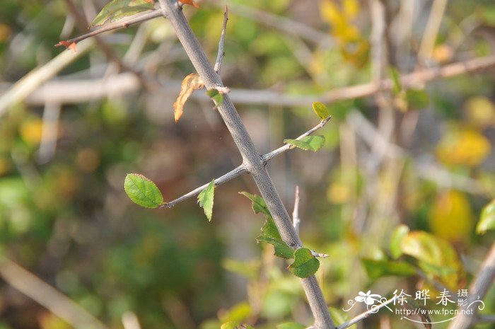 钩刺雀梅藤Sageretia hamosa 钩刺雀梅藤Sageretia hamosa