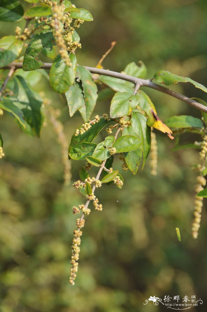 钩刺雀梅藤Sageretia hamosa 钩刺雀梅藤Sageretia hamosa