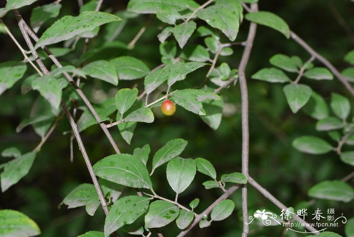 少脉雀梅藤Sageretia paucicostata