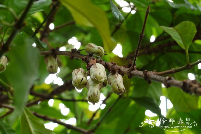 山红树Pellacalyx yunnanensis