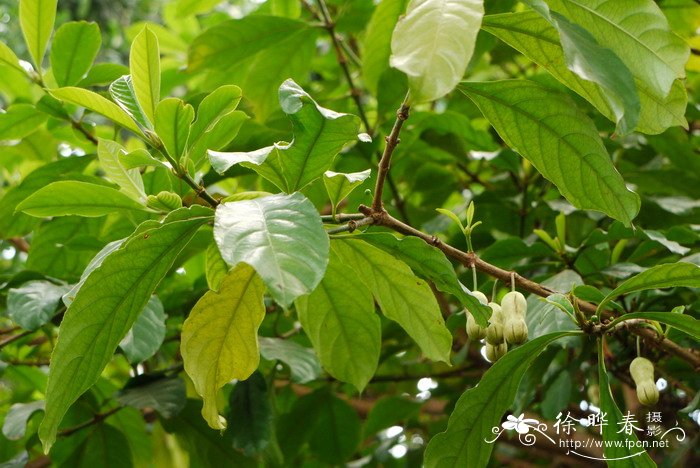 山红树Pellacalyx yunnanensis 山红树Pellacalyx yunnanensis