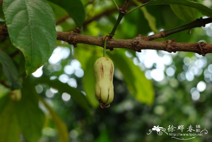 山红树Pellacalyx yunnanensis 山红树Pellacalyx yunnanensis