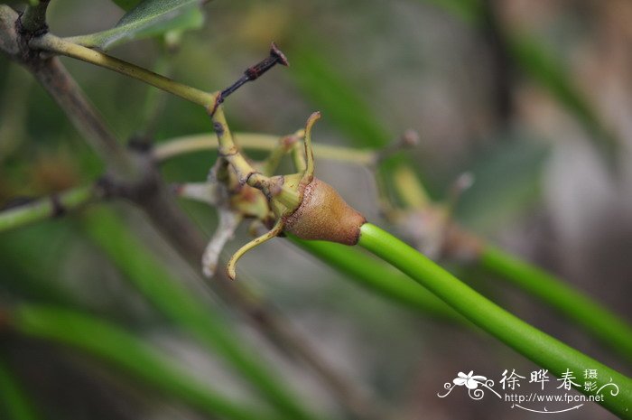 秋茄Kandelia obovata