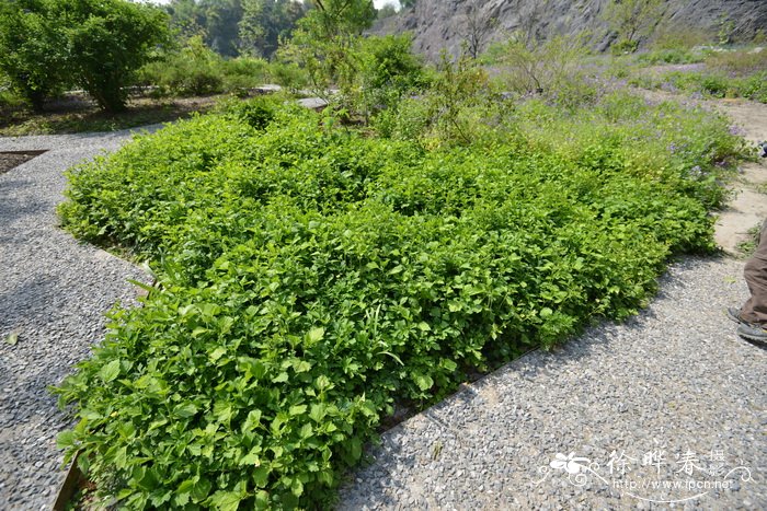 路边青geumaleppicum