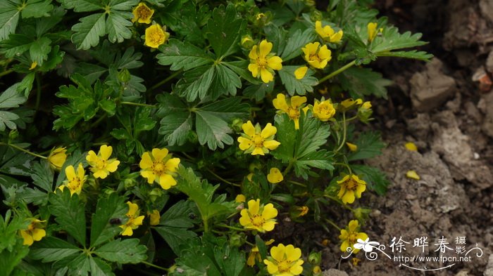 纽曼委陵菜Potentilla neumanniana