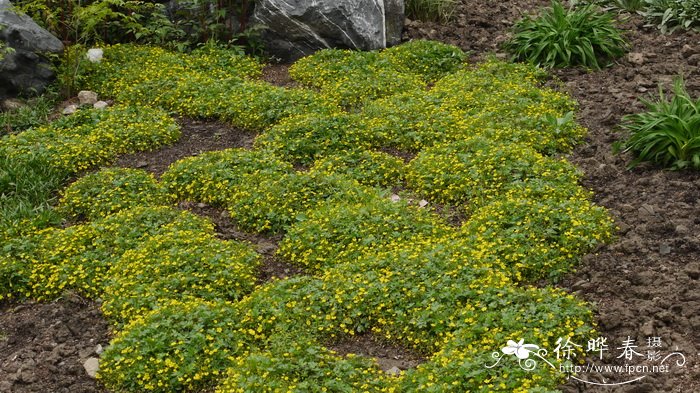 纽曼委陵菜Potentilla neumanniana