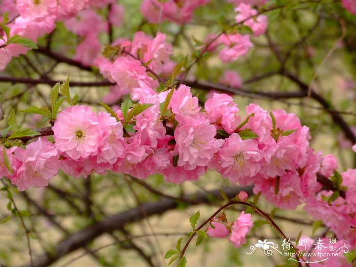 重瓣榆叶梅 Amygdalus triloba f. multiplex 重瓣榆叶梅 Amygdalus triloba f. multiplex
