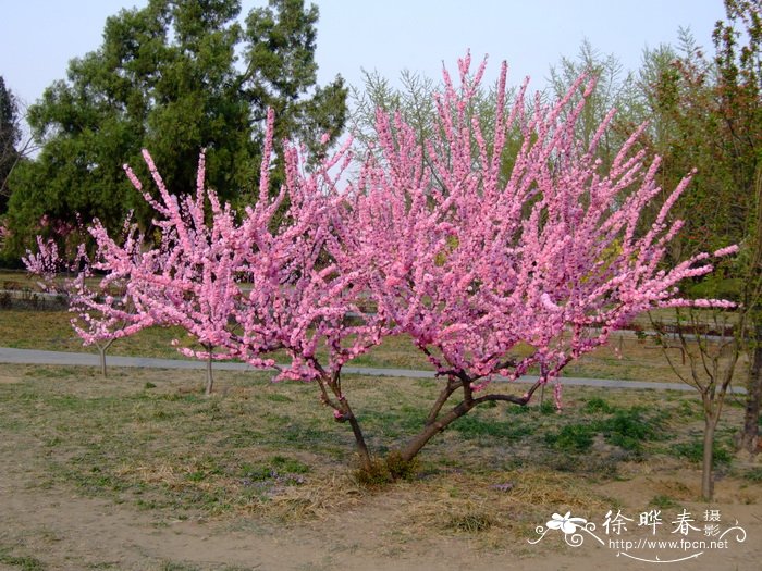 重瓣榆叶梅 Amygdalus triloba f. multiplex 重瓣榆叶梅 Amygdalus triloba f. multiplex