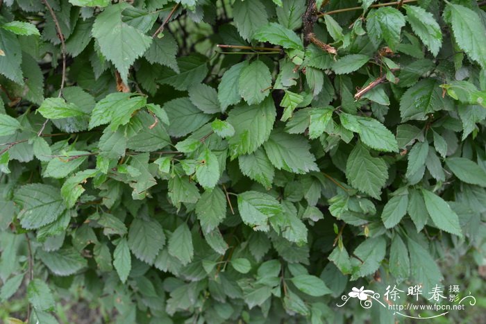 重瓣榆叶梅 Amygdalus triloba f. multiplex
