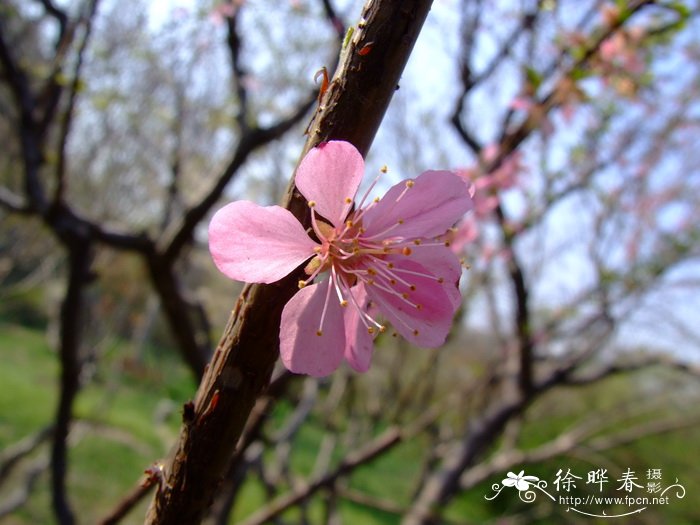 榆叶梅 Amygdalus triloba 榆叶梅 Amygdalus triloba