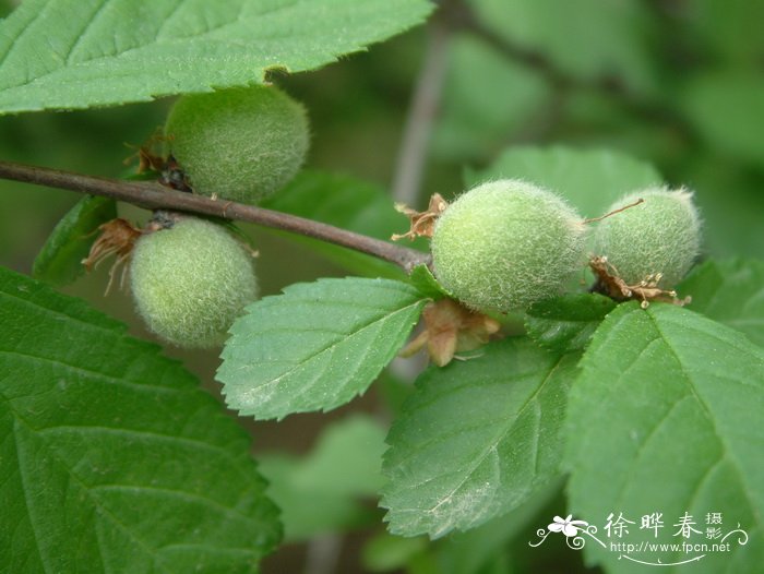 榆叶梅 Amygdalus triloba