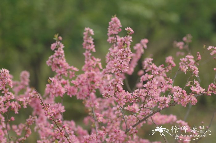麦李 Cerasus glandulosa 麦李 Cerasus glandulosa