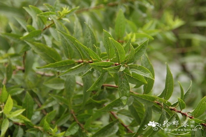 麦李 Cerasus glandulosa 麦李 Cerasus glandulosa
