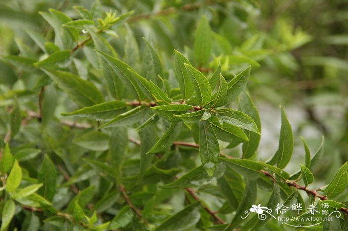 麦李 Cerasus glandulosa