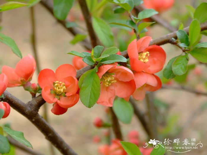 日本木瓜 Chaenomeles japonica 日本木瓜 Chaenomeles japonica