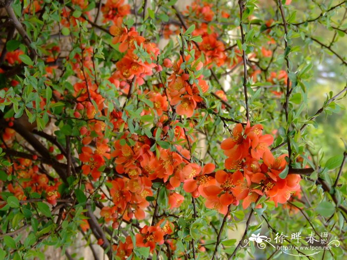 日本木瓜 Chaenomeles japonica 日本木瓜 Chaenomeles japonica