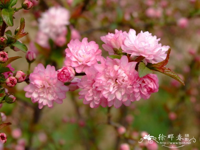 郁李cerasusjaponica