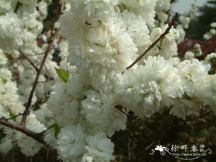 郁李Cerasus japonica 郁李Cerasus japonica