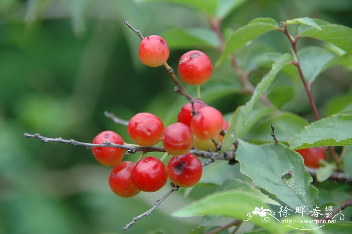 郁李Cerasus japonica 郁李Cerasus japonica