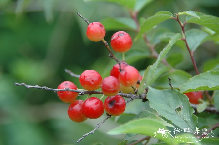 郁李Cerasus japonica