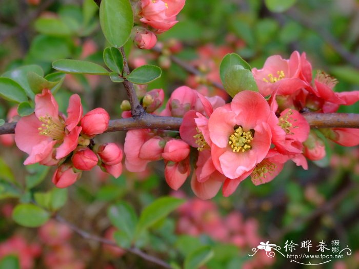 皱皮木瓜 Chaenomeles speciosa 皱皮木瓜 Chaenomeles speciosa