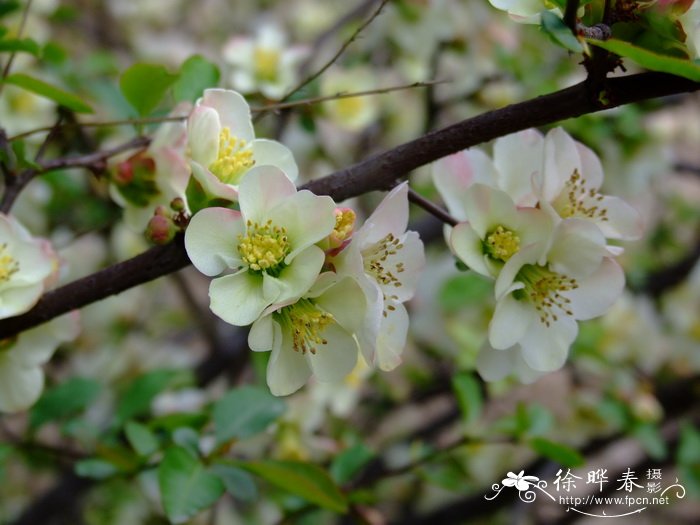 皱皮木瓜 Chaenomeles speciosa 皱皮木瓜 Chaenomeles speciosa