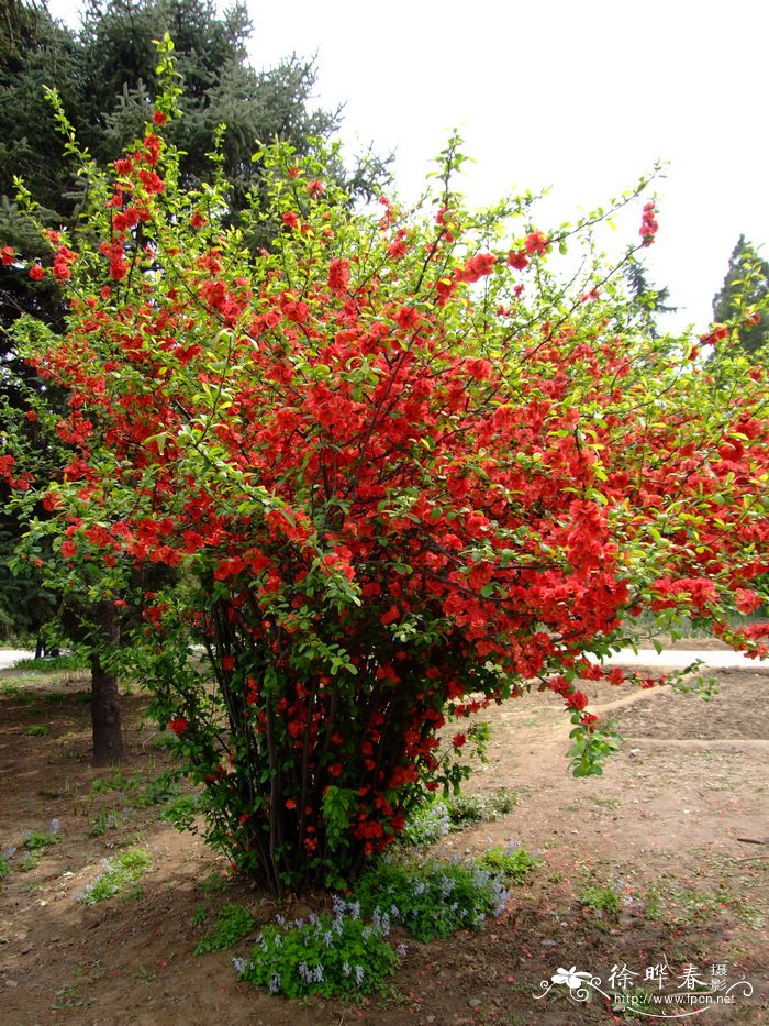 皱皮木瓜 Chaenomeles speciosa 皱皮木瓜 Chaenomeles speciosa