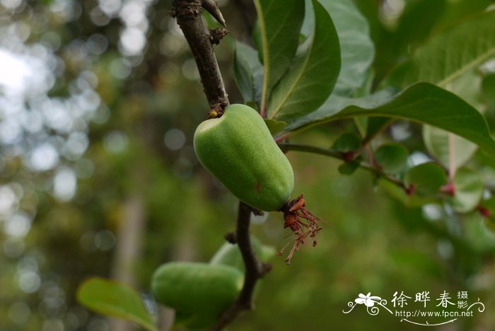皱皮木瓜 Chaenomeles speciosa 皱皮木瓜 Chaenomeles speciosa