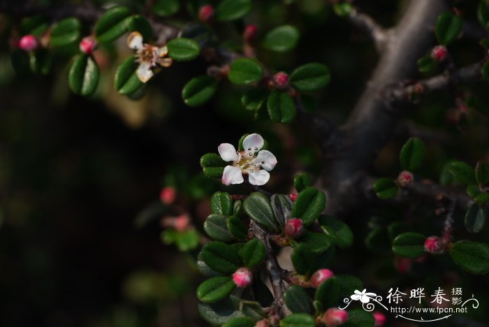 ‘斯德芙之芬德林’小叶栒子Cotoneaster microphyllus 'Streib's ‘斯德芙之芬德林’小叶栒子Cotoneaster microphyllus 'Streib's