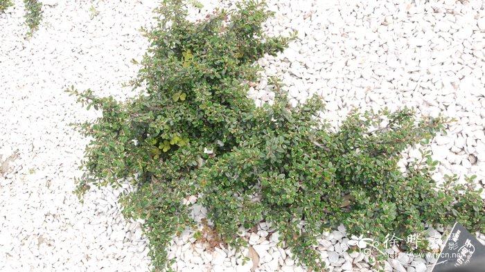 ‘斯德芙之芬德林’小叶栒子Cotoneaster microphyllus 'Streib's ‘斯德芙之芬德林’小叶栒子Cotoneaster microphyllus 'Streib's