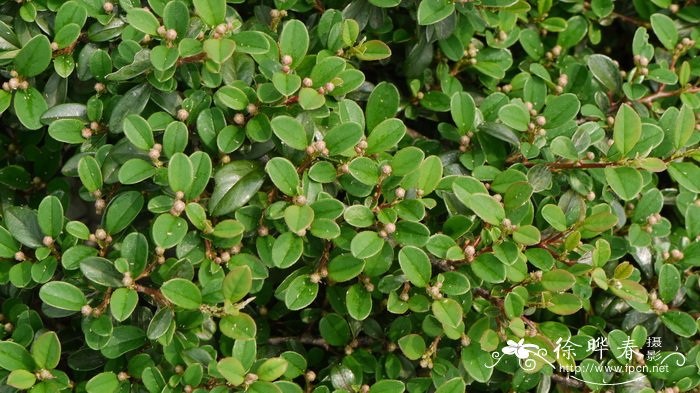 艾希候栒子Cotoneaster ‘Eichholz’ 艾希候栒子Cotoneaster ‘Eichholz’