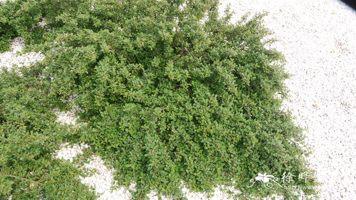 艾希候栒子Cotoneaster ‘Eichholz’