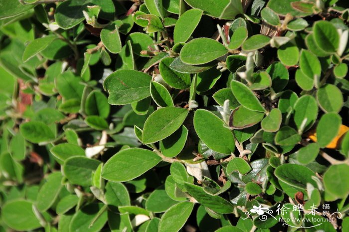 西南栒子 Cotoneaster franchetii 西南栒子 Cotoneaster franchetii