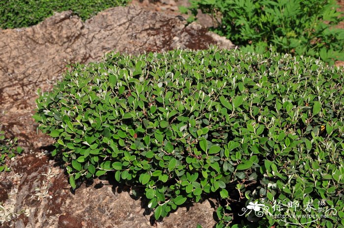西南栒子 Cotoneaster franchetii 西南栒子 Cotoneaster franchetii